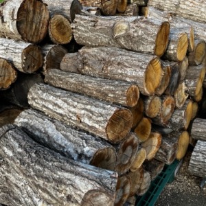 kindling-02